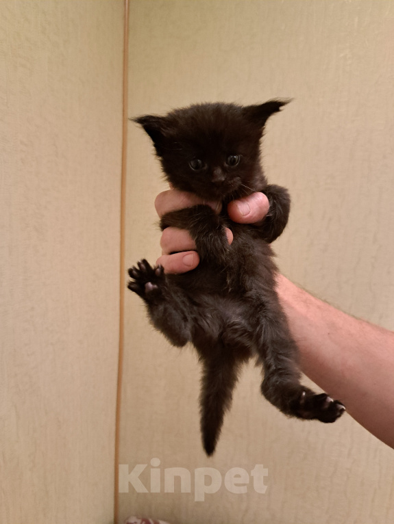 Кошки в Брянске: Котенок мейн-кун Девочка, 8 000 руб. - фото 1