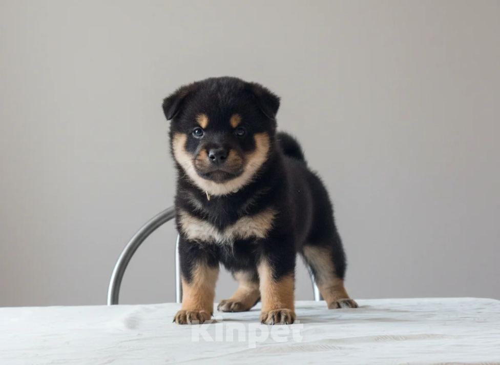 Собаки в других городах Московской области: Щенок мальчик Сиба-Ину (черный ошейник) Мальчик, 100 000 руб. - фото 2