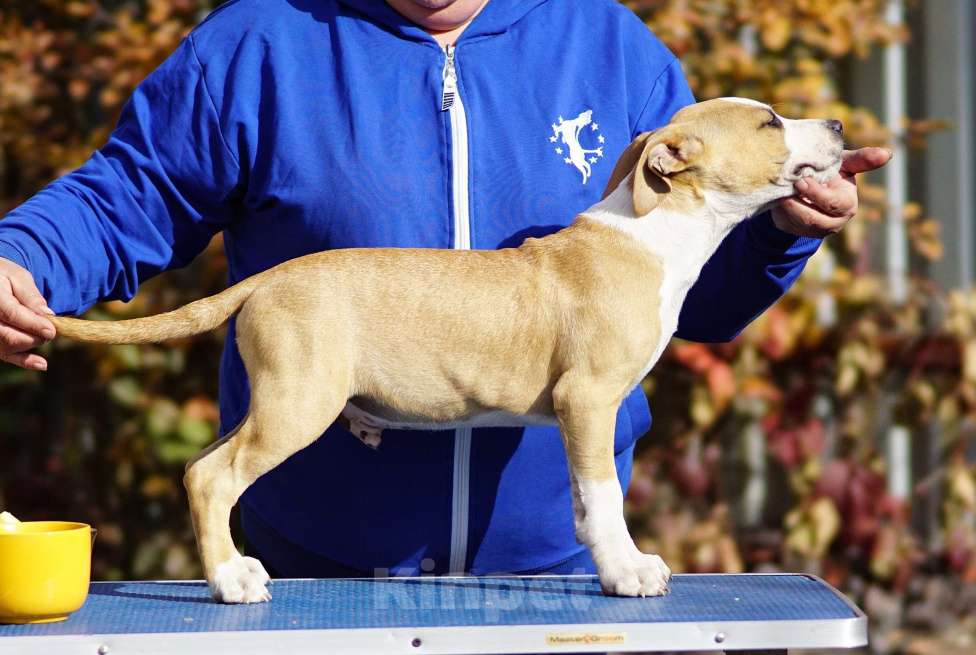 Собаки в Оренбурге: Щенки Амстаффа РКФ Мальчик, Бесплатно - фото 3