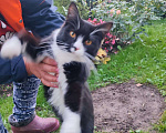 Кошки в других городах Калужской области: Ищу хозяина кота Мальчик, Бесплатно - фото 2