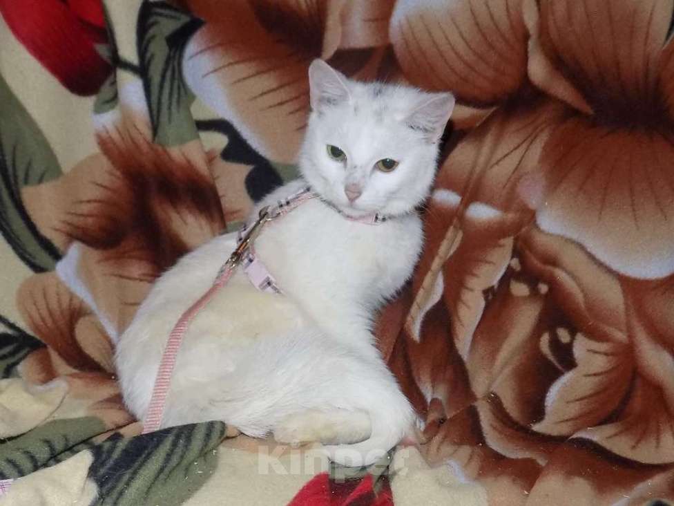 Кошки в Москве: Кошка в заботливые руки Девочка, 8 000 руб. - фото 4