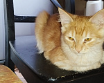 Кошки в Москве: Котëнок в добрые руки Мальчик, Бесплатно - фото 1