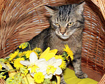 Кошки в Калуге: Тигран Потапыч, настоящий полосатый кот. В добрые руки. Мальчик, Бесплатно - фото 3