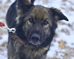 Собаки в Москве: Макс. Дипломированный суетолог Мальчик, 1 руб. - фото 2