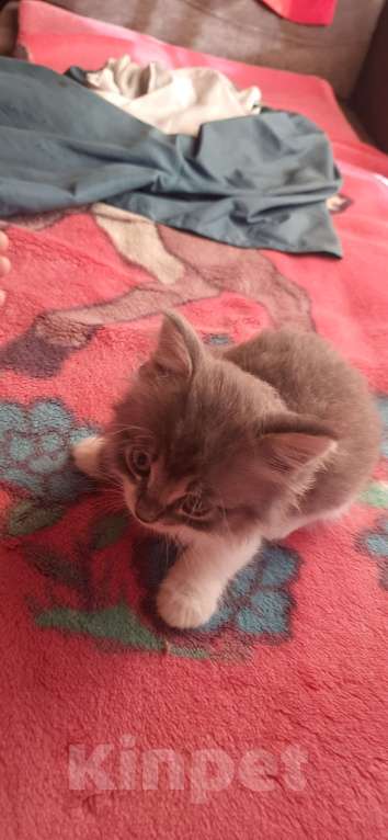 Кошки в Геленджике: Пушистик даром Мальчик, 7 руб. - фото 2