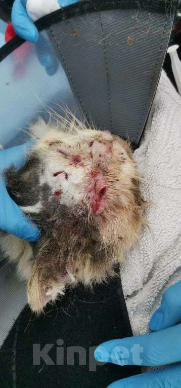 Кошки в Москве: Кот в добрые руки Мальчик, Бесплатно - фото 5