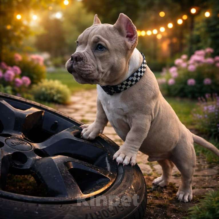 Собаки в Москве: Булли американский Разнополые, Бесплатно - фото 1