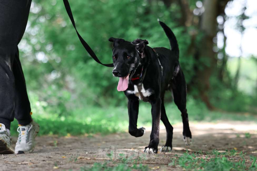 Собаки в Москве: Прекрасная Руби живет в приюте и ищет дом! Девочка, Бесплатно - фото 2