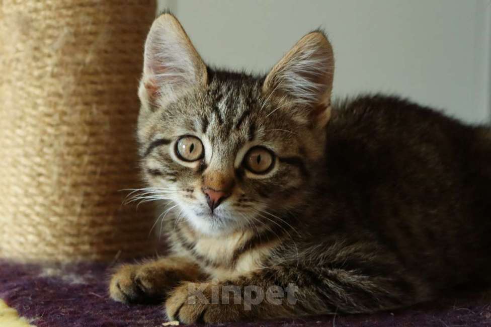 Кошки в Москве: Бесхвостый котёнок Кевин в добрые руки Мальчик, 1 руб. - фото 4