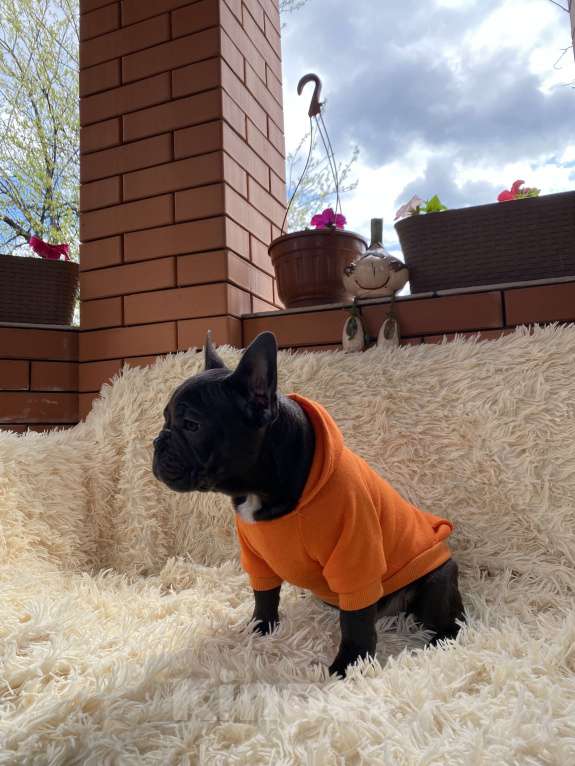 Собаки в Новошахтинске: Щенки французского бульдога Мальчик, 80 000 руб. - фото 6