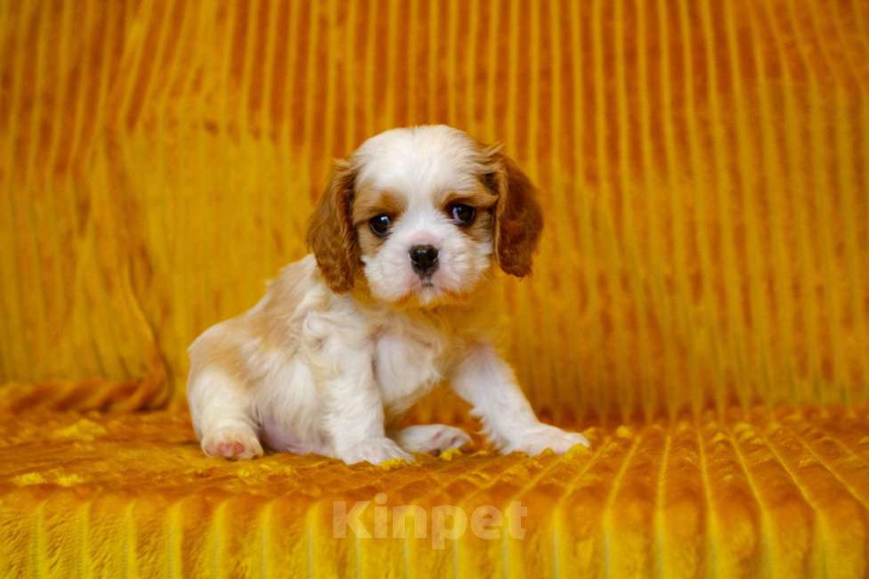 Собаки в Москве: Щенки Кавалер Кинг Чарльз спаниель  Мальчик, 60 000 руб. - фото 2