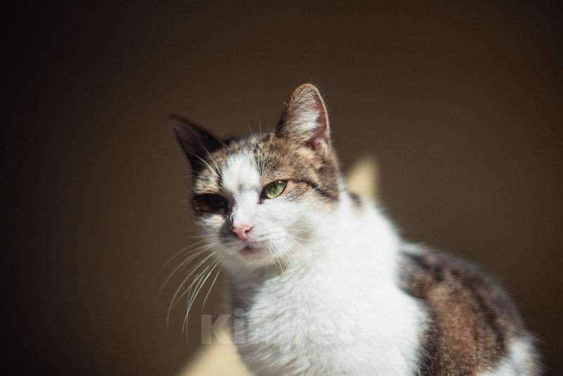 Кошки в Москве: Очаровательная Ария ищет дом.  Девочка, Бесплатно - фото 7