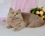 Кошки в Мурином: Британская кошечка лилового окраса Девочка, 28 000 руб. - фото 3