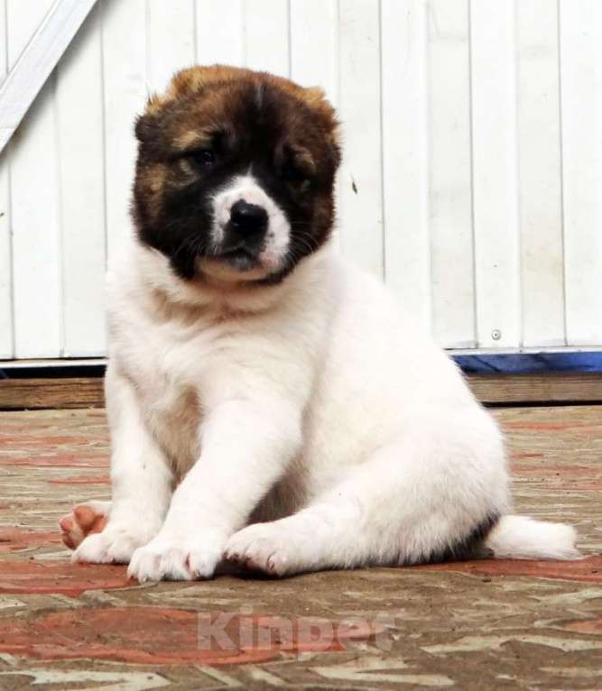 Собаки в Екатеринбурге: Среднеазиатская овчарка (алабай) Девочка, 40 000 руб. - фото 1