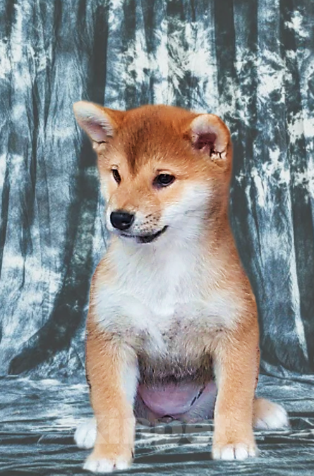 Собаки в других городах Московской области: Породные щенки сиба Девочка, Бесплатно - фото 1