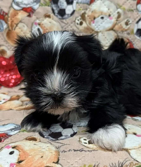 Цветные йорки