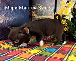 Собаки в Санкт-Петербурге: Крепкий, красивый, здоров, воспитан чихуахуа Мальчик, 100 000 руб. - фото 6