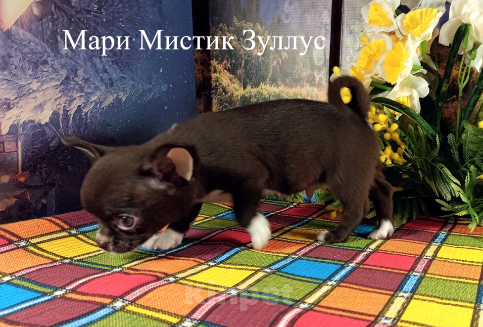 Собаки в Санкт-Петербурге: Крепкий, красивый, здоров, воспитан чихуахуа Мальчик, 100 000 руб. - фото 6