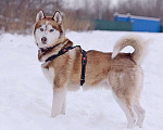 Собаки в Москве: Красивый Рахат в добрые руки! Мальчик, Бесплатно - фото 1