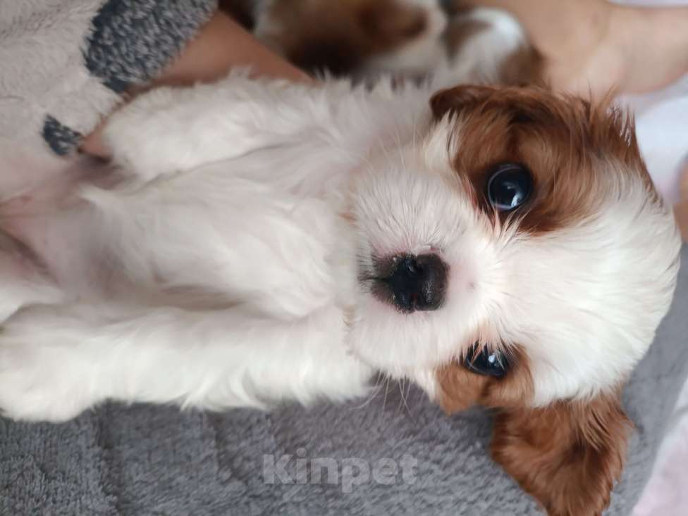 Собаки в Раменском: Щенок кавалер псыночек Мальчик, 80 000 руб. - фото 2