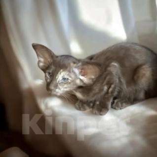 Кошки в Перми: ориентальные котята Девочка, 60 000 руб. - фото 2