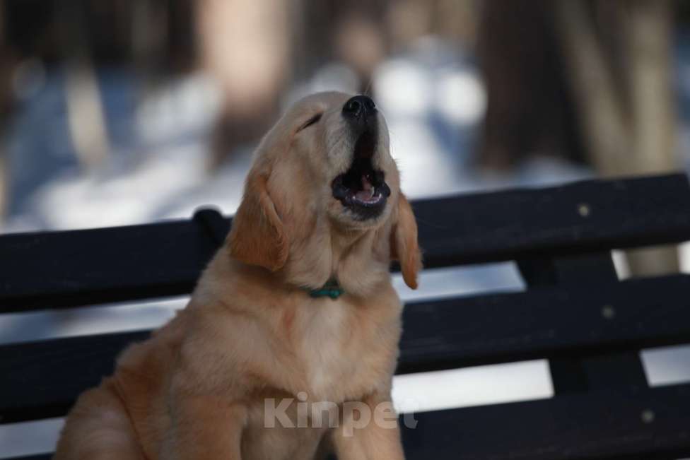 Собаки в Москве: Щенки золотистого ретривера  Девочка, 50 000 руб. - фото 8