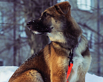 Собаки в Перми: Барни ищет дом  Мальчик, Бесплатно - фото 1