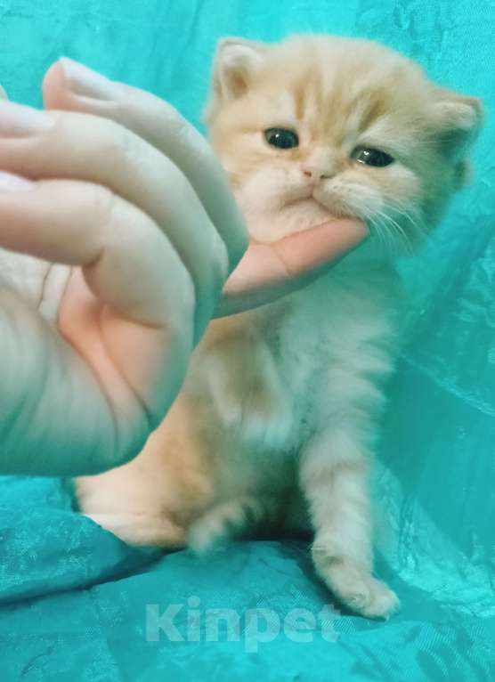 Кошки в Санкт-Петербурге: Шотландский котенок золотая шиншилла Мальчик, 23 000 руб. - фото 4