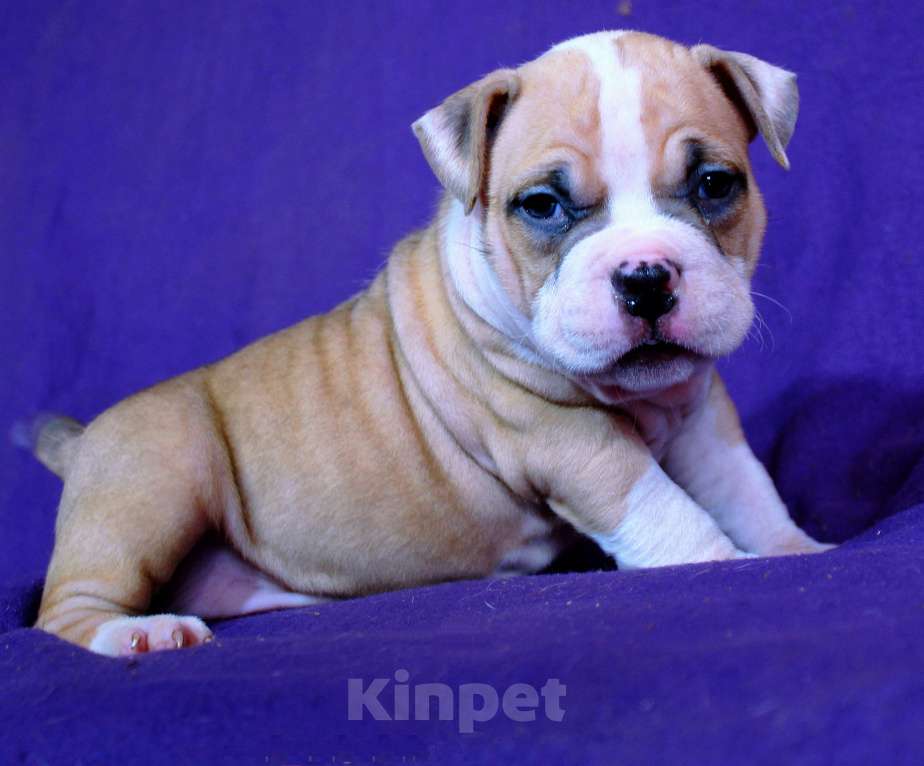 Собаки в Череповце: Растут малыши Разнополые, 80 000 руб. - фото 4