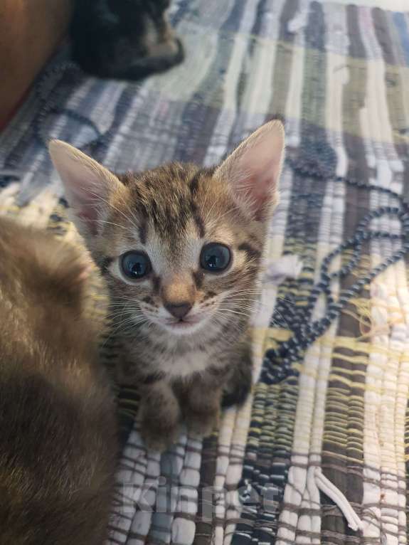 Кошки в других городах Московской области: Клеопатра Девочка, Бесплатно - фото 2