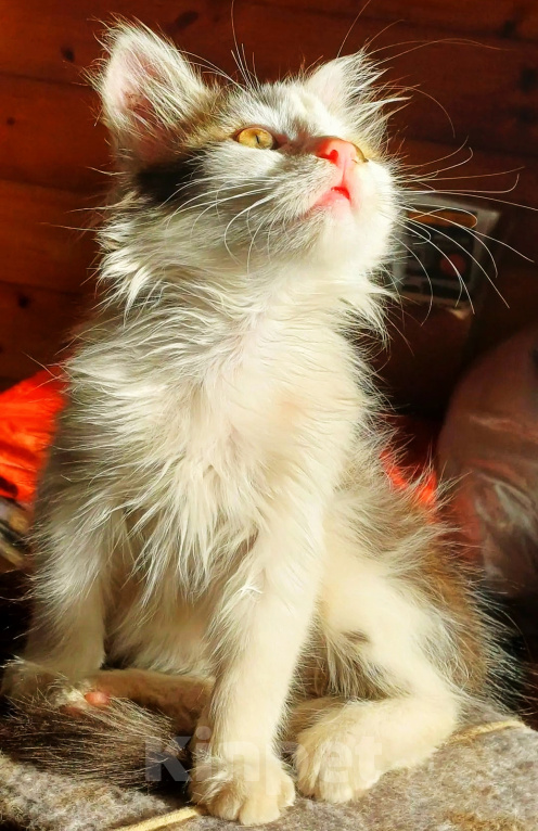 Кошки в Уфе: Котенок мальчик в добрые руки Мальчик, Бесплатно - фото 3