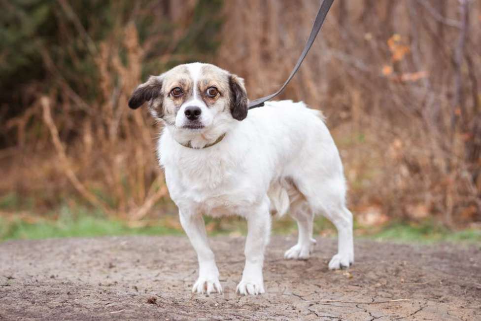 Собаки в Москве: Нюша, 6 лет, вес 7 кг в добрые руки Девочка, Бесплатно - фото 4