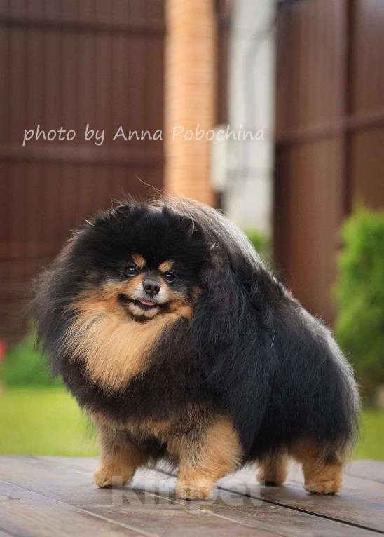 Собаки в Москве: Шикарный интеллигентный чемпион малого немецкого шпица ищет невесту для встречи. Мальчик, 30 000 руб. - фото 4