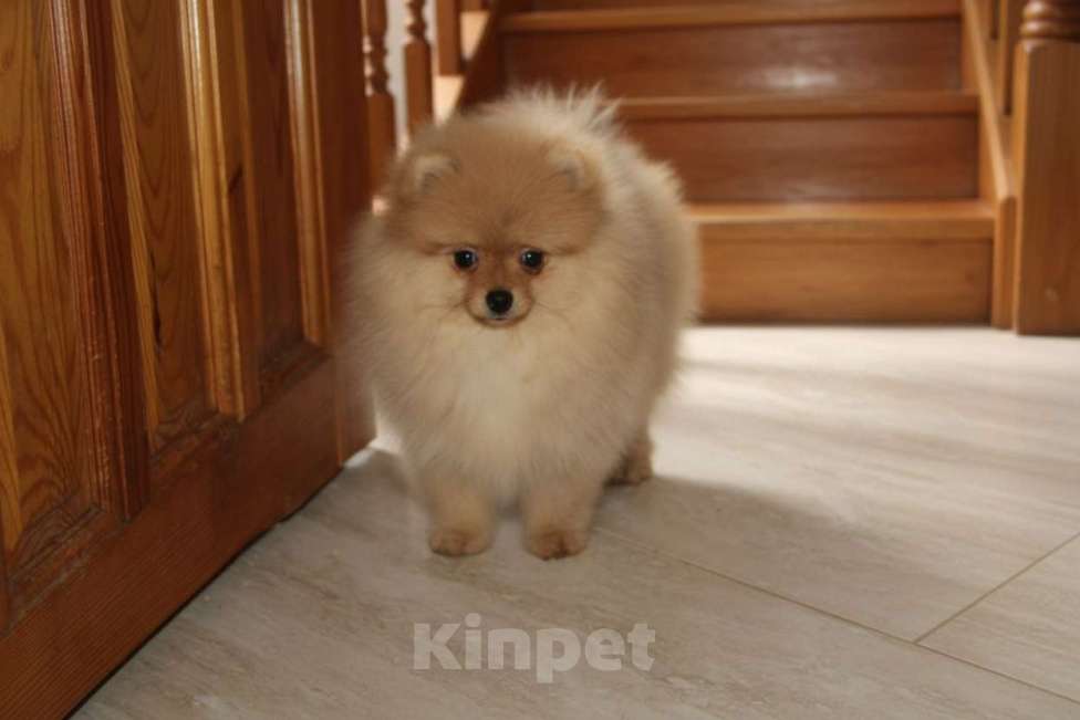 Собаки в Раменском: Девочка шпица Девочка, 50 000 руб. - фото 1