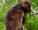 Собаки в Санкт-Петербурге: Мальчик, шоколадного окраса, родился 14.03.23, стандарт, документы от ав Мальчик, 60 000 руб. - фото 4