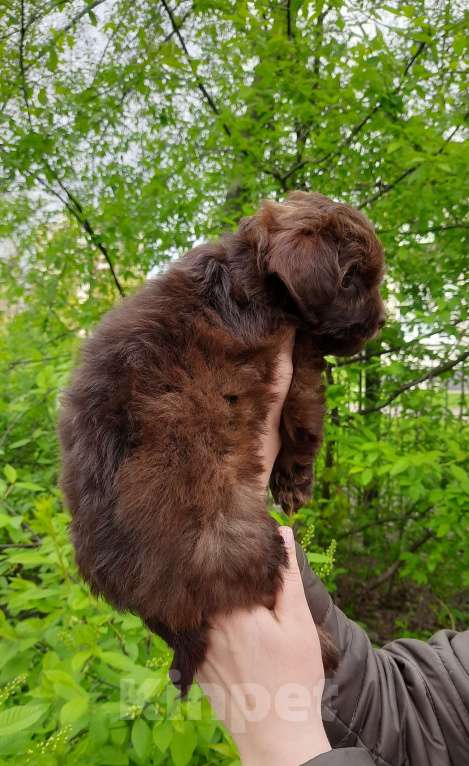 Собаки в Санкт-Петербурге: Мальчик, шоколадного окраса, родился 14.03.23, стандарт, документы от ав Мальчик, 60 000 руб. - фото 4