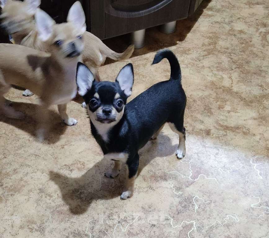 Собаки в Омске: Девочка чихуахуа Девочка, Бесплатно - фото 6