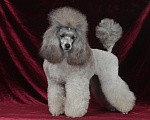 Собаки в Долгопрудном: щенки той пуделя серые Мальчик, 150 000 руб. - фото 4