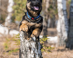 Собаки в других городах Московской области: Собаки щенки немецкой овчарки рабочего разведения Девочка, 80 000 руб. - фото 4