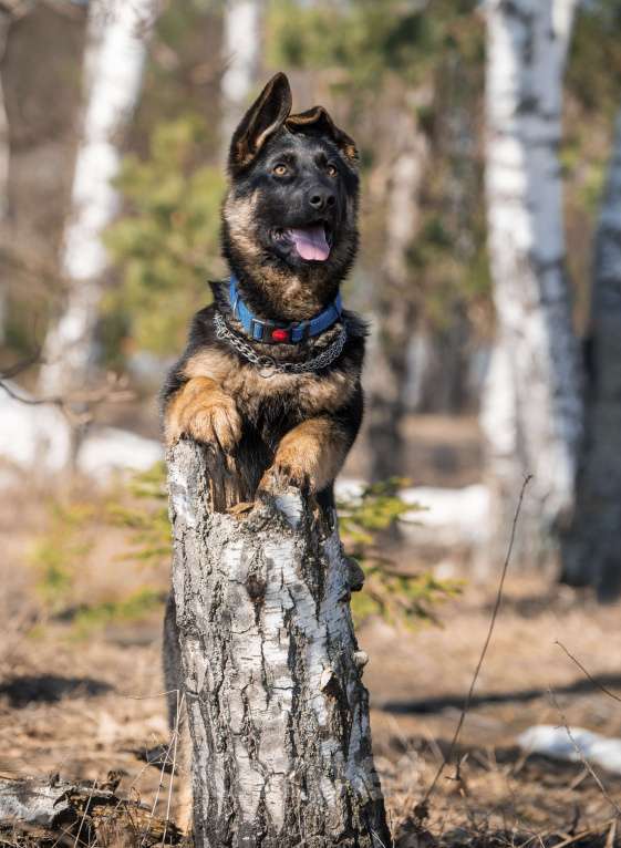 Собаки в других городах Московской области: Собаки щенки немецкой овчарки рабочего разведения Девочка, 80 000 руб. - фото 4