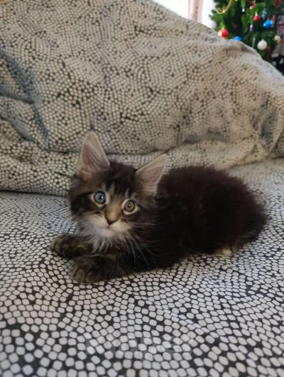 Кошки в Новоалтайске: Разноглазый мальчик мейн-кун Мальчик, 100 000 руб. - фото 4