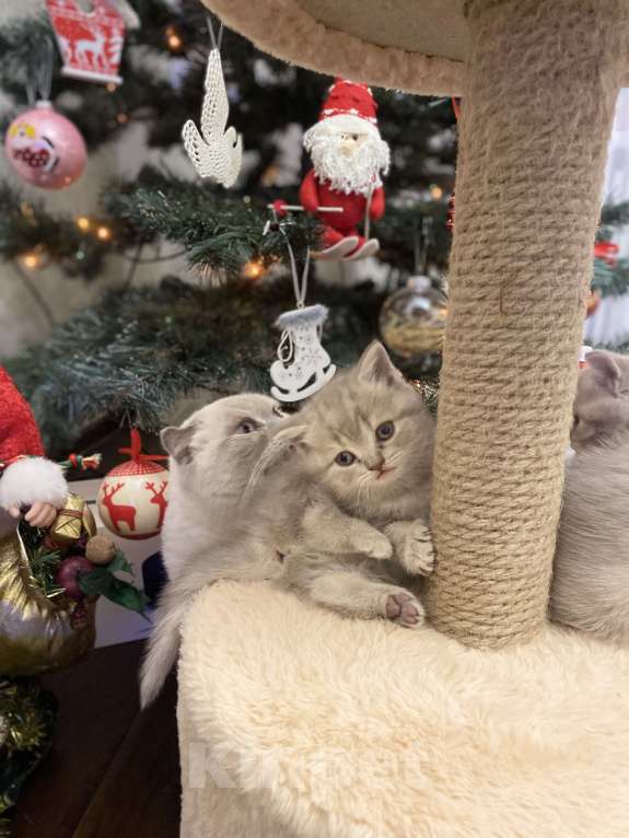 Кошки в Белгороде: Котята шотландцы  Мальчик, 10 000 руб. - фото 4