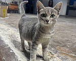 Кошки в Москве: Котёнок в заботливые руки Мальчик, Бесплатно - фото 1