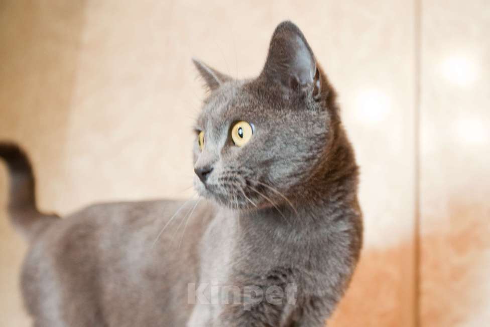 Кошки в Москве: Кошка голубого окраса в добрые руки  Девочка, Бесплатно - фото 5