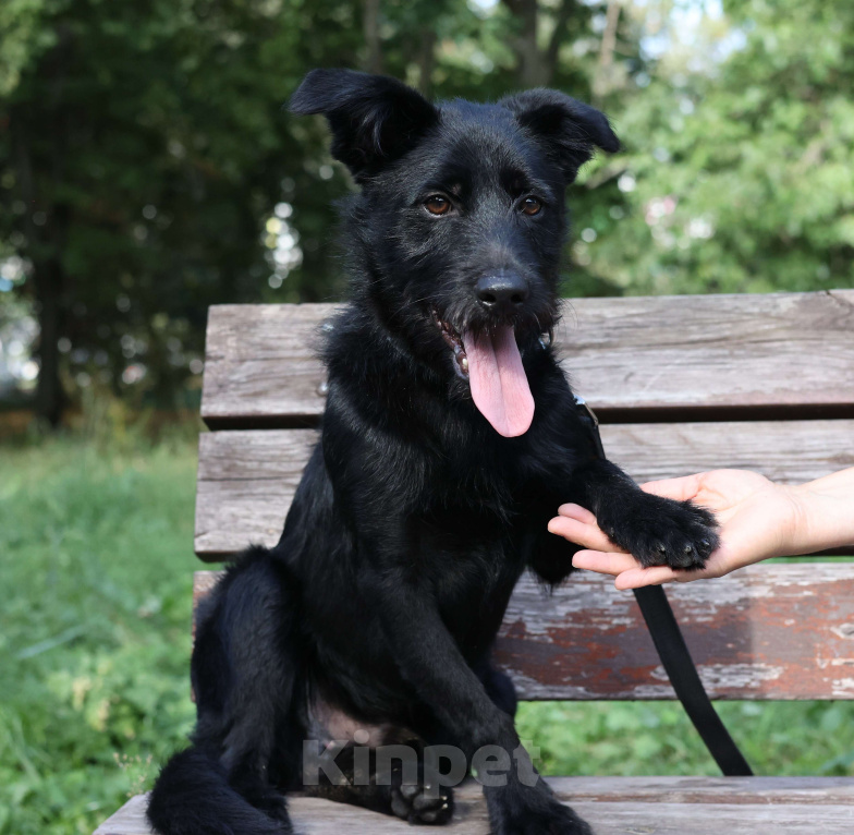 Собаки в Москве: Собака бесплатно Москва Мальчик, Бесплатно - фото 4