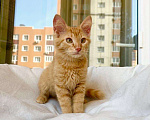 Кошки в Москве: Яркий, рыжий котенок Морковкин в добрые руки Мальчик, 1 руб. - фото 7