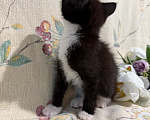 Кошки в Сосновом Бору: Котенок Кроха Девочка, Бесплатно - фото 8