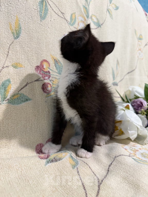 Кошки в Сосновом Бору: Котенок Кроха Девочка, Бесплатно - фото 8