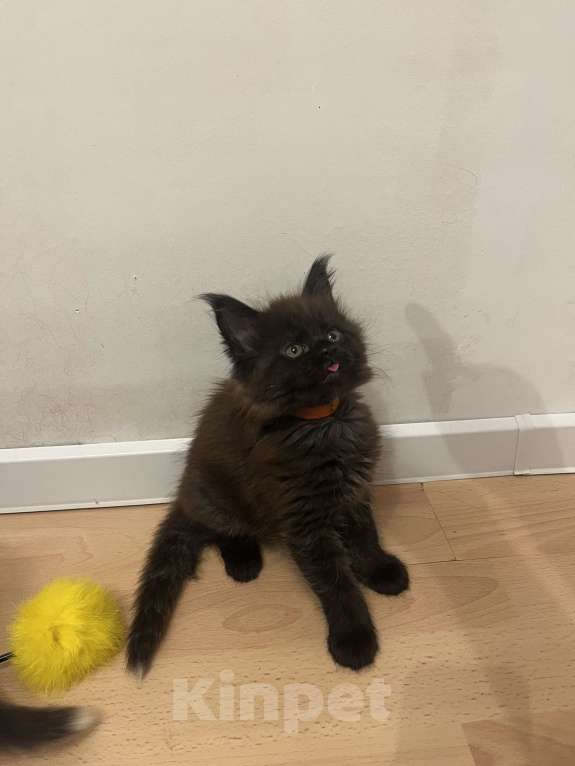 Кошки в Санкт-Петербурге: Бетти Девочка, Бесплатно - фото 1