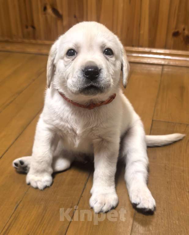 Собаки в других городах Саратовской области: Продам Мальчик, 30 000 руб. - фото 2